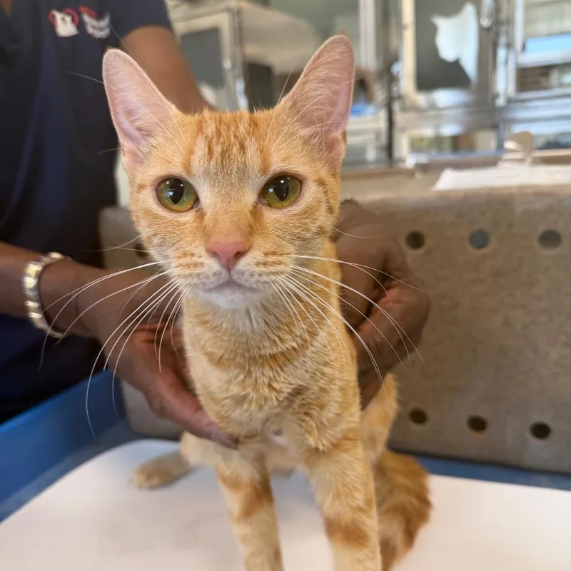 A young medium-sized female Orange / Red Domestic Short Hair cat named Sunny for adoption in Reno, NV