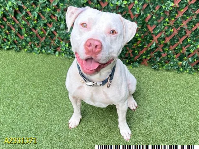 An adult large-sized male Mixed Breed dog named Mason for adoption in West Palm Beach, FL