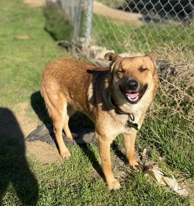 A young medium-sized male Apricot / Beige Shepherd dog named Ranger for adoption in TEMECULA, CA