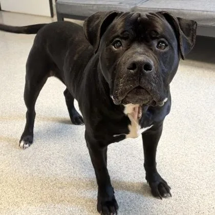 Dr. Doofenshmirtz thumbnail 2