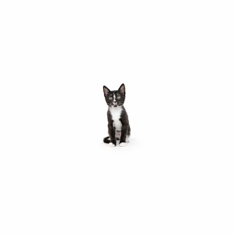 A baby small-sized female Black Domestic Short Hair cat named Amazon for adoption in Playa Vista, CA