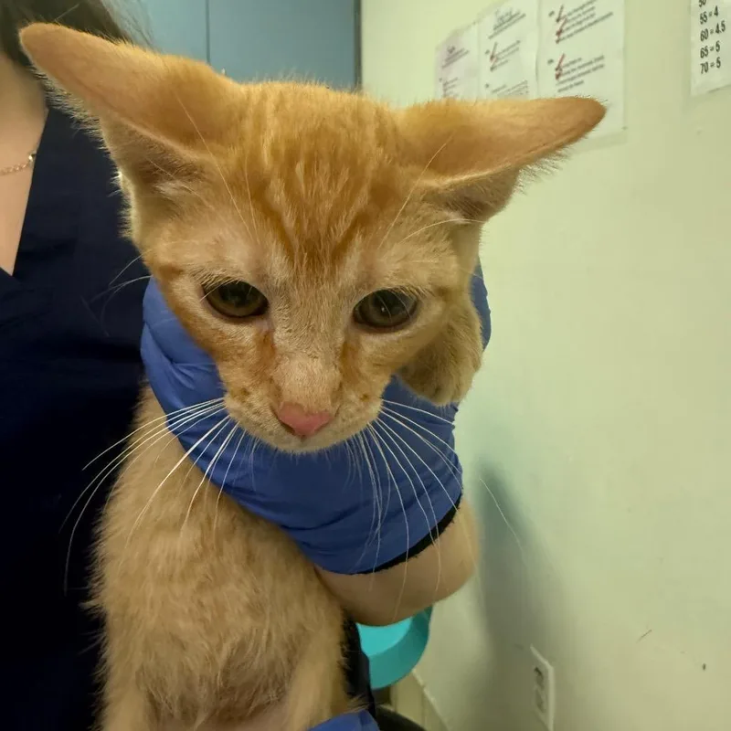 Satellite thumbnail 2