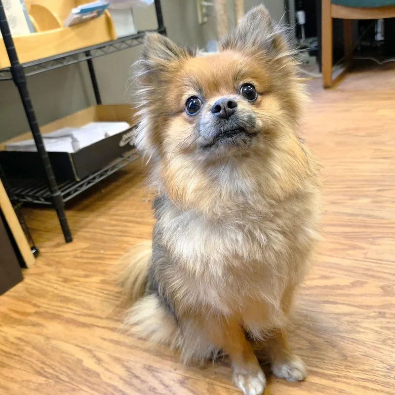 A young small-sized female Yellow / Tan / Blond / Fawn Pomeranian dog named Willow Pom for adoption in Michigan City, IN