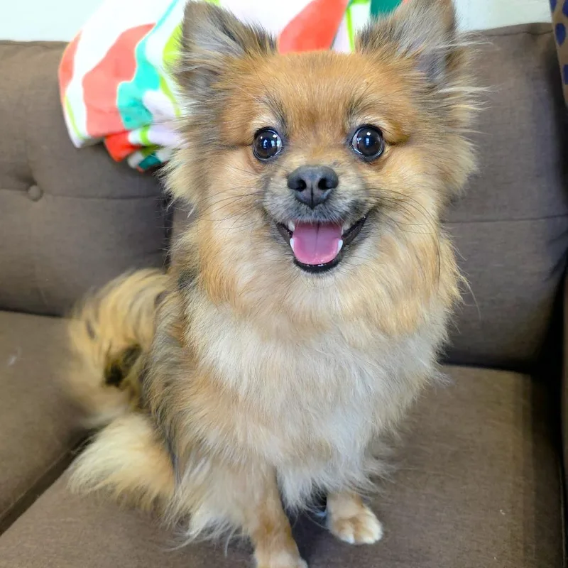 Willow Pom thumbnail 2