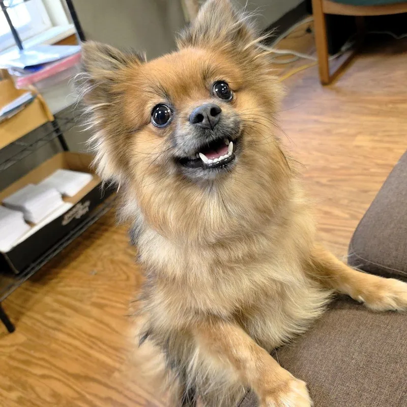 Willow Pom thumbnail 3