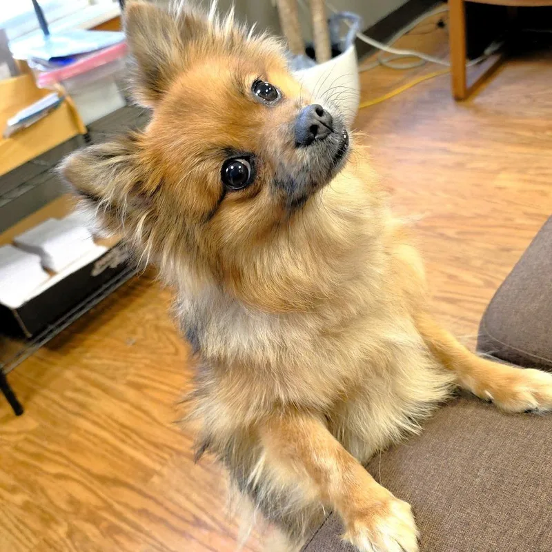 Willow Pom thumbnail 4