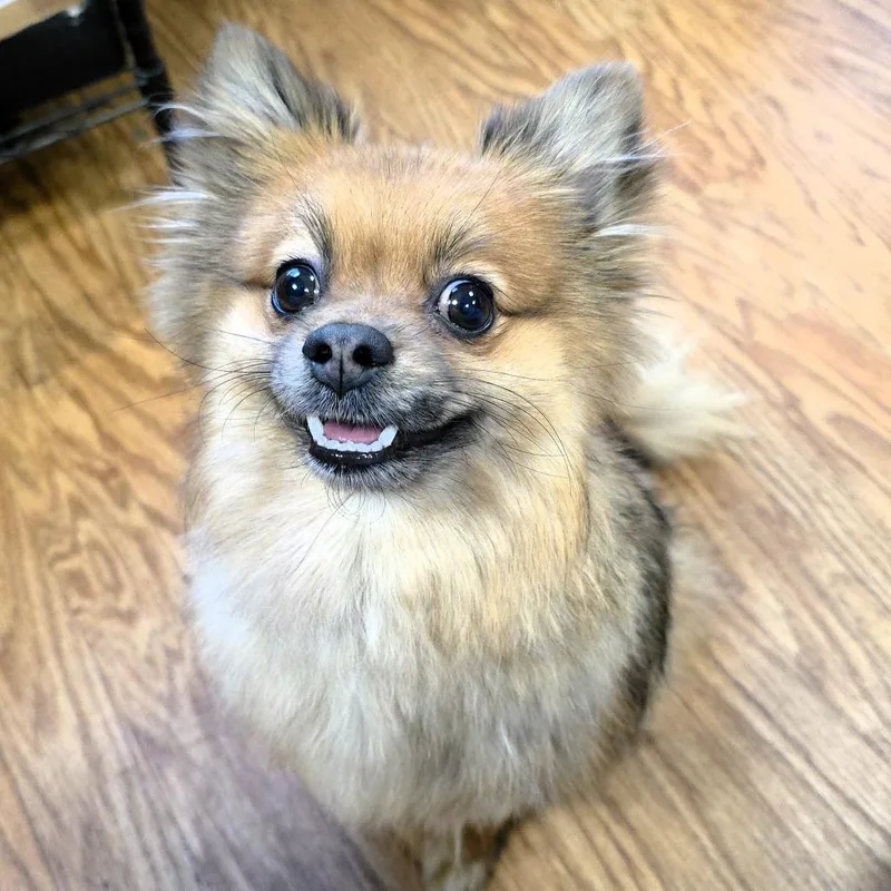 Willow Pom thumbnail 5