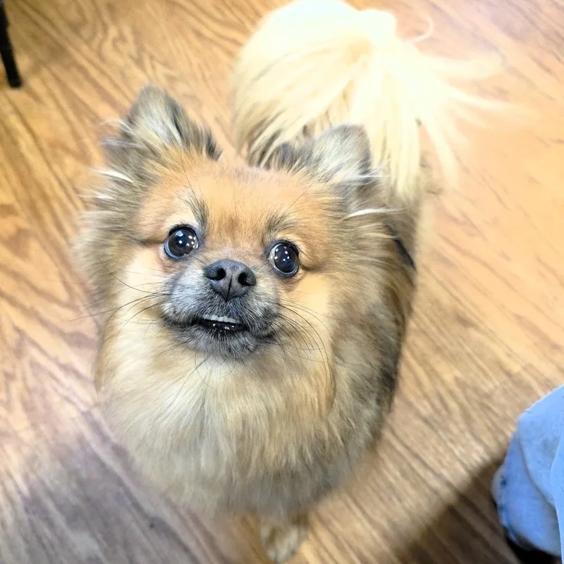 Willow Pom thumbnail 6