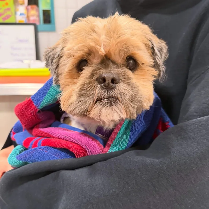 A senior small-sized male Shih Tzu dog named Dansir for adoption in Foster, RI