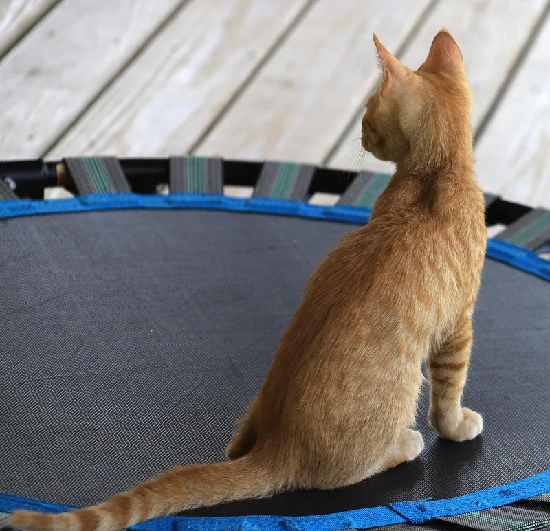 A baby medium-sized male Domestic Short Hair cat named Commander for adoption in North Fort Myers, FL