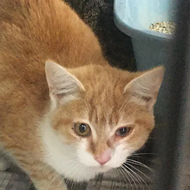 A young small-sized female Orange / Red Domestic Short Hair cat named Boots for adoption in Corbin, KY
