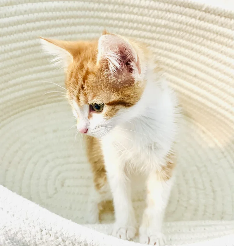 A baby medium-sized male Orange & White American Shorthair cat named Orion for adoption in Arlington, TX
