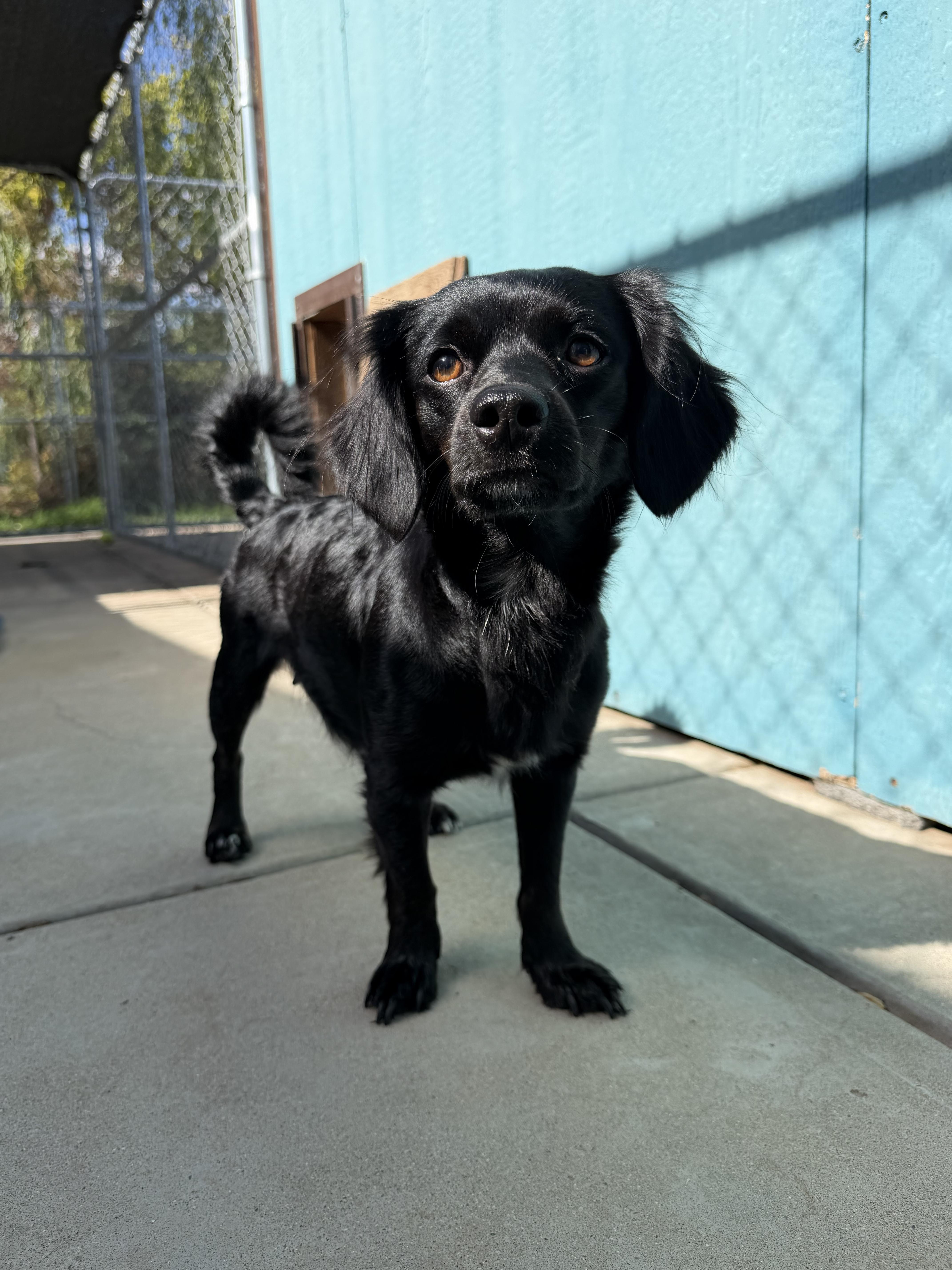 An adult small-sized female Black Chihuahua dog named Jazzy for adoption in Herald, CA