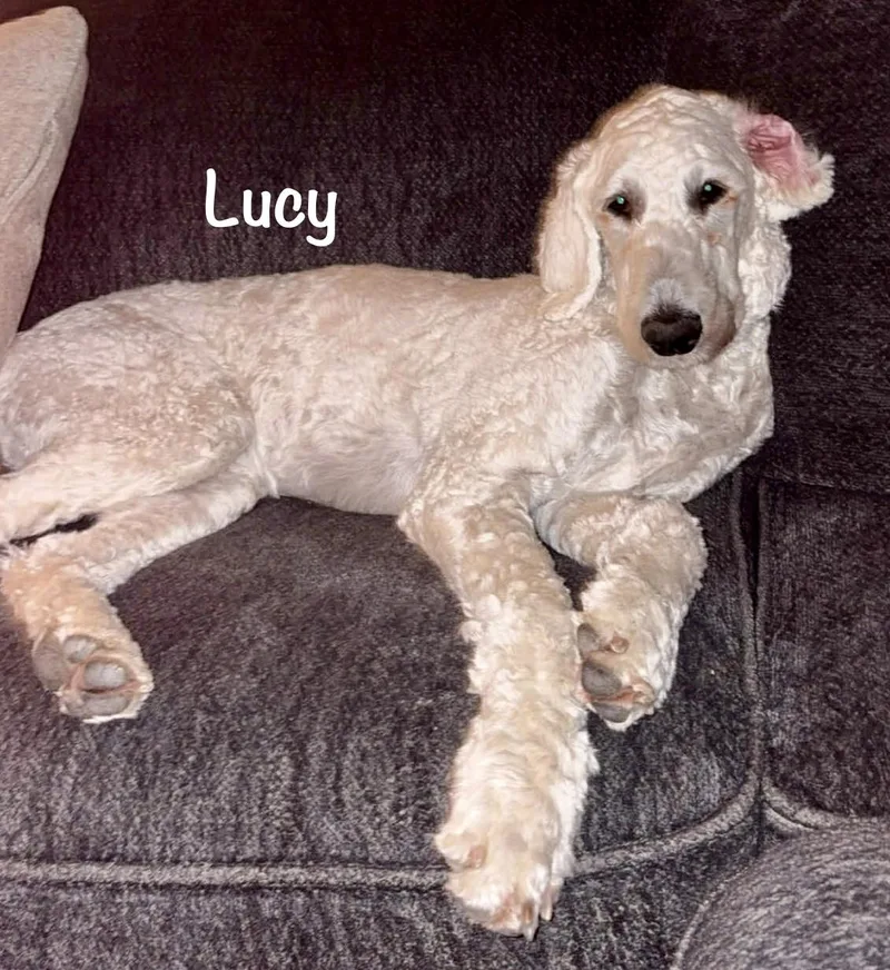 A young large-sized female Apricot / Beige Goldendoodle dog named Lucy  Wmn for adoption in Albert Lea, MN