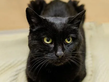 A senior small-sized female Domestic Short Hair cat named Yeti for adoption in Longmont, CO