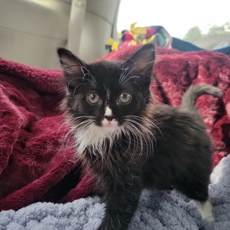 A baby large-sized female Black & White / Tuxedo Domestic Medium Hair cat named Gail for adoption in Washoe Valley, NV