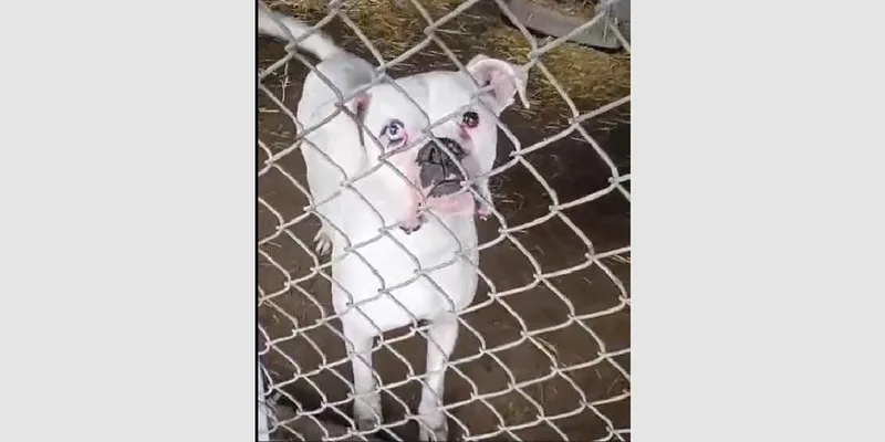 An adult medium-sized male White / Cream Boxer dog named Monty for adoption in Hewitt, TX