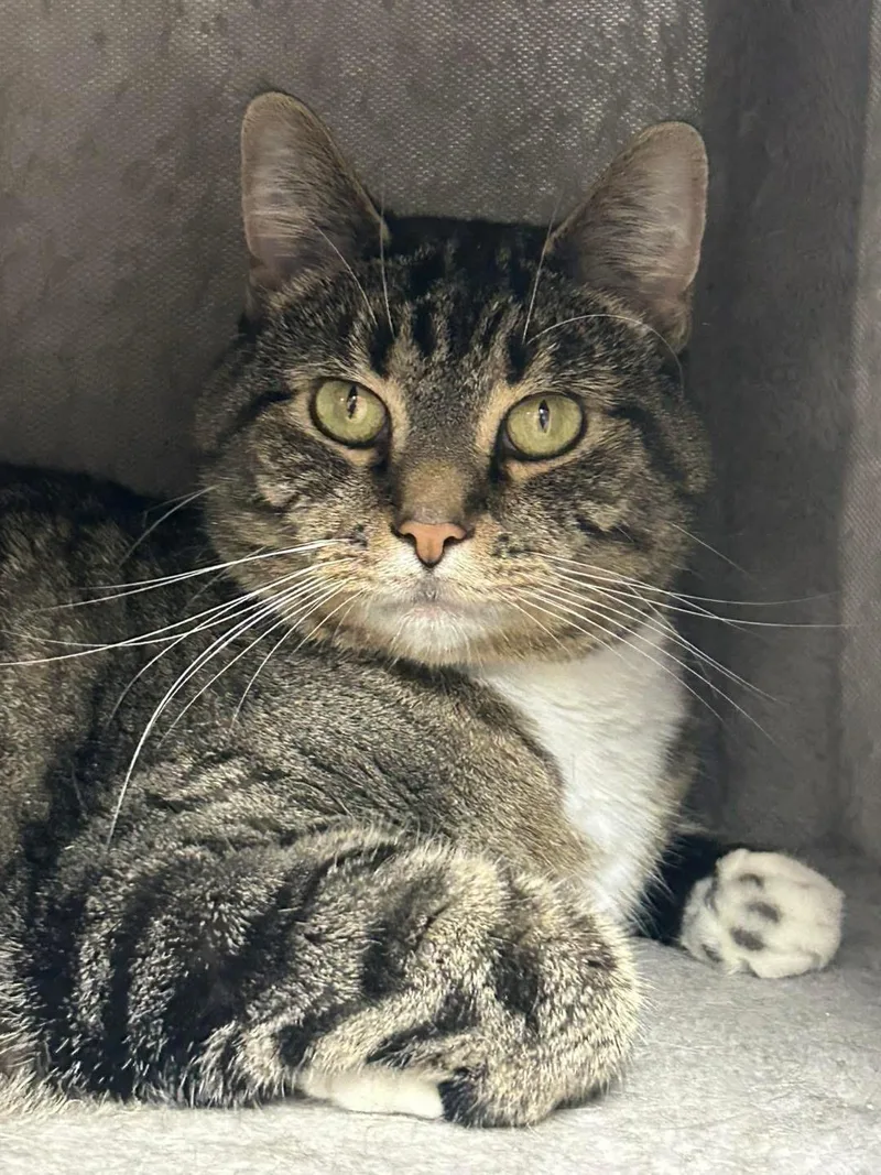 An adult medium-sized male Tabby (Brown / Chocolate) Domestic Short Hair cat named Archie for adoption in Momence, IL