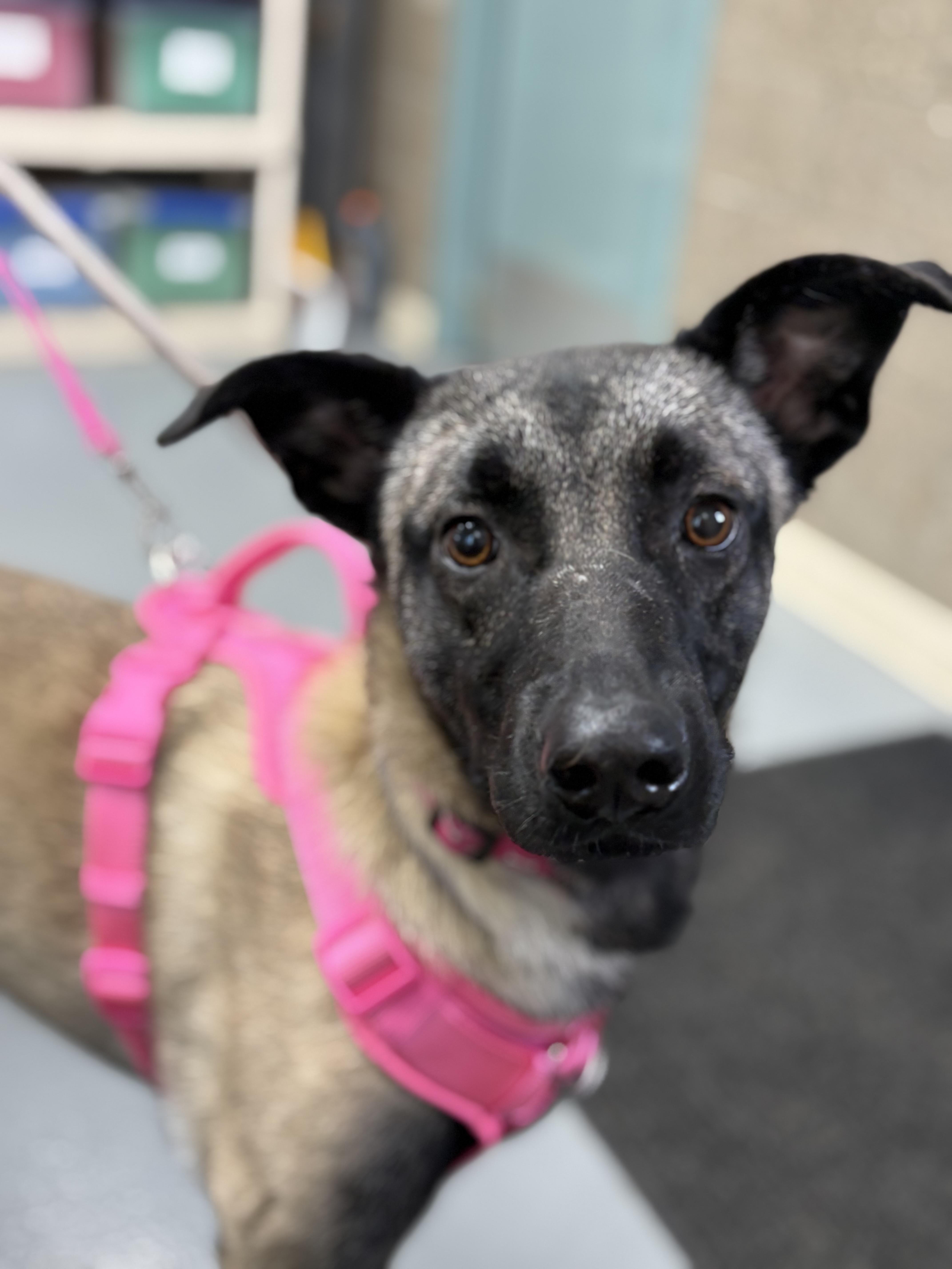 A young medium-sized female Belgian Shepherd / Malinois dog named Lyric for adoption in Zimmerman, MN