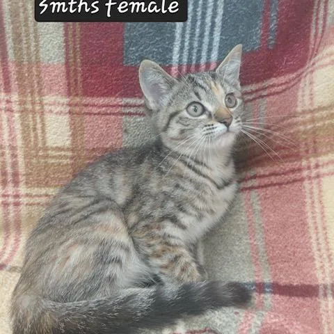 A baby small-sized female Domestic Short Hair cat named Tiara for adoption in New Tazewell, TN