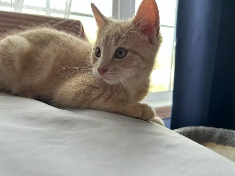 A baby small-sized male Domestic Short Hair cat named Samba for adoption in Minneapolis, MN