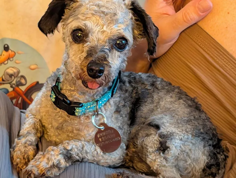 An adult small-sized male Merle (Blue) Poodle dog named Storm for adoption in East Greenville, PA