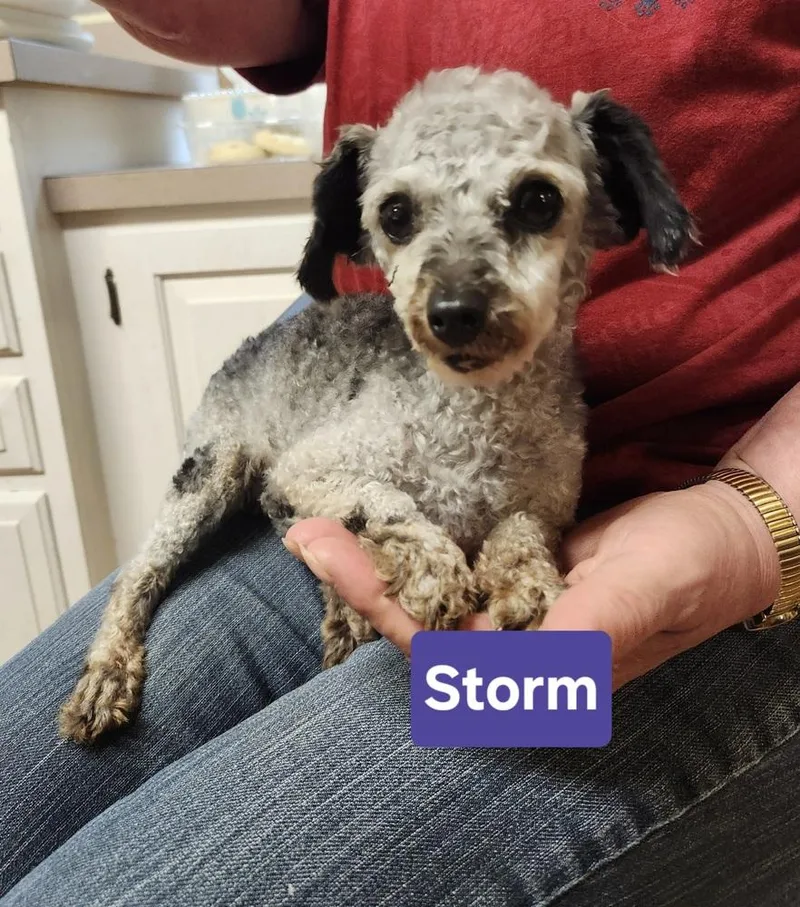 Storm thumbnail 2