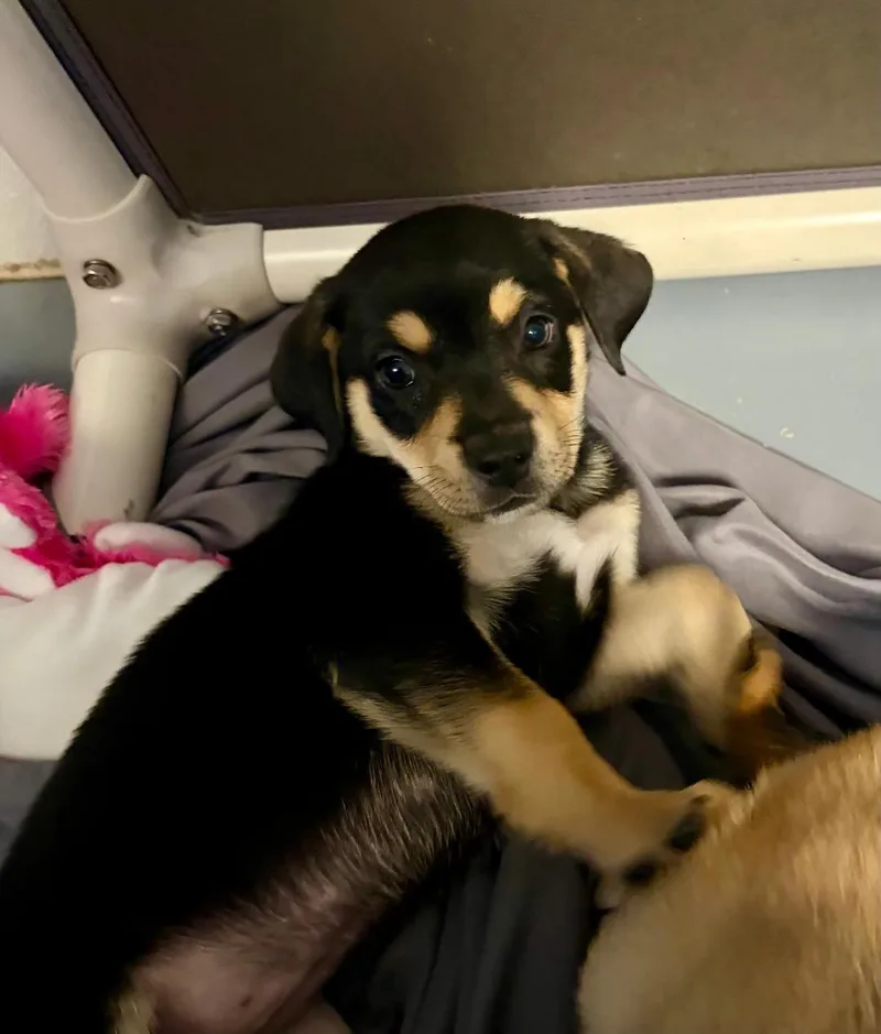A baby medium-sized female Australian Shepherd dog named Bondi for adoption in Winter Haven, FL