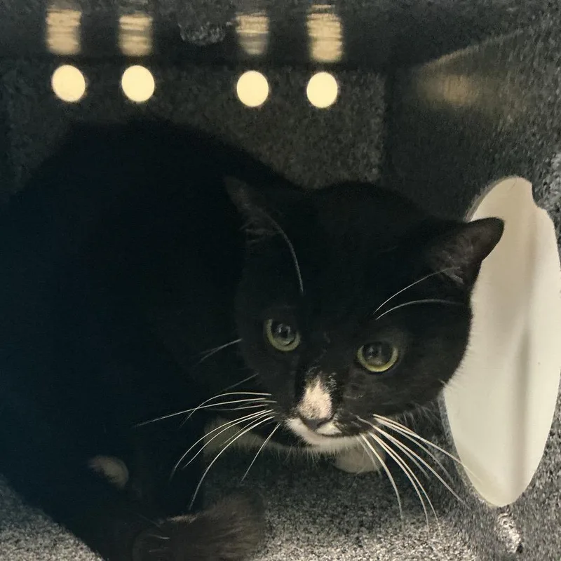 A senior medium-sized male Black Domestic Short Hair cat named Panda for adoption in Pasadena, CA