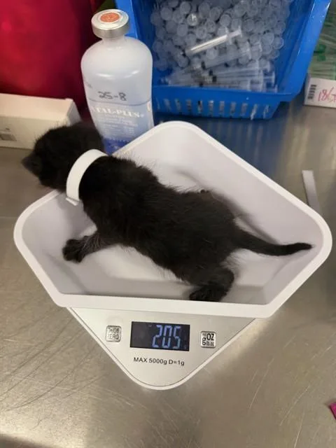 A baby small-sized female Domestic Short Hair cat named Calla for adoption in Santa Maria, CA