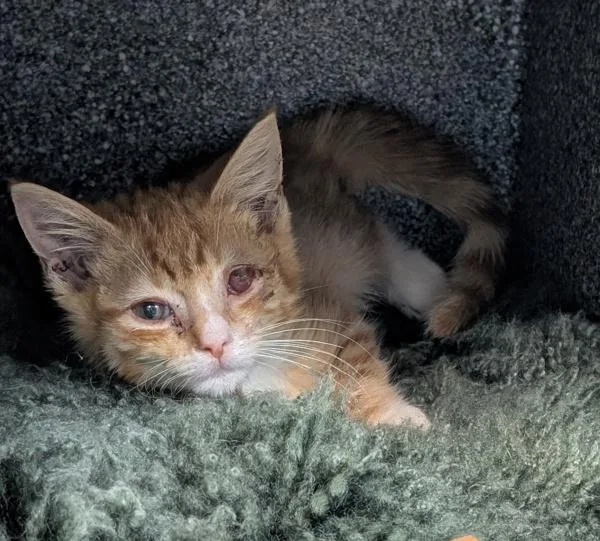 A baby small-sized male Domestic Short Hair cat named Wig for adoption in New York, NY