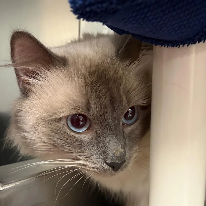 Enzo