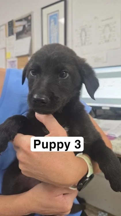 A baby large-sized male Labrador Retriever dog named Michael Jackson for adoption in Largo, FL