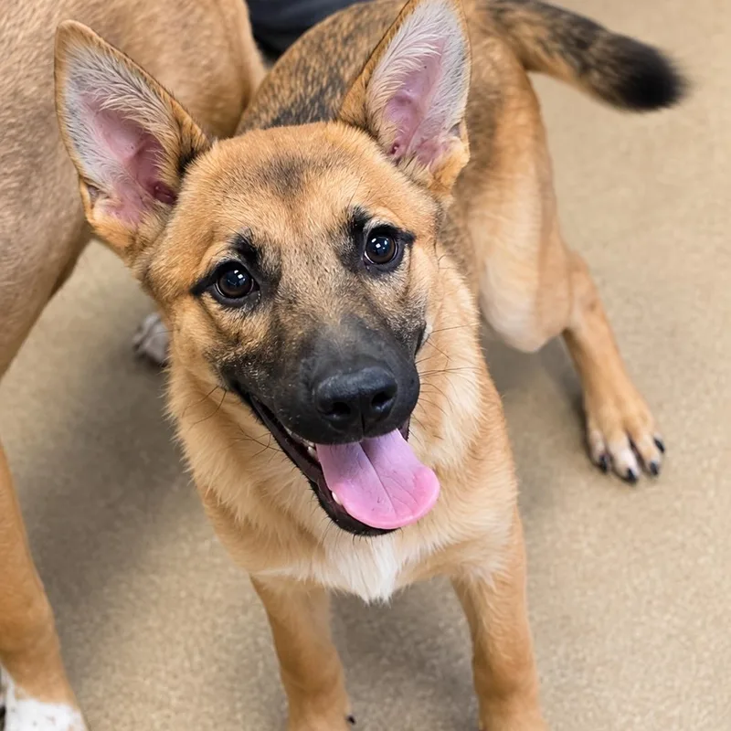 A young medium-sized female Belgian Shepherd / Malinois dog named Helena for adoption in Duxbury, MA