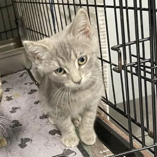 A baby small-sized female Gray / Blue / Silver Domestic Short Hair cat named Boop in Arnold for adoption in Alexandria, VA