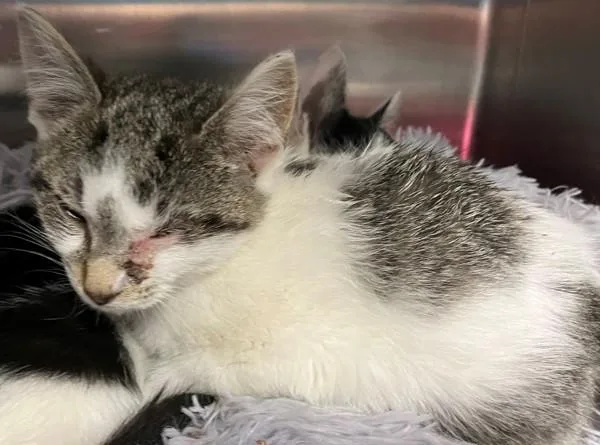 A baby small-sized female Domestic Short Hair cat named Plum for adoption in Staten Island, NY