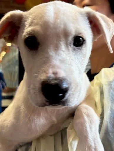 Biscuit