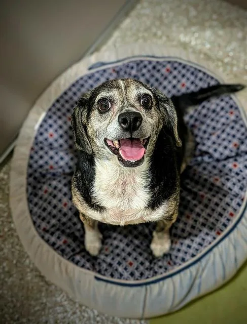 An adult small-sized male Beagle dog named Bently for adoption in Clyde, NC