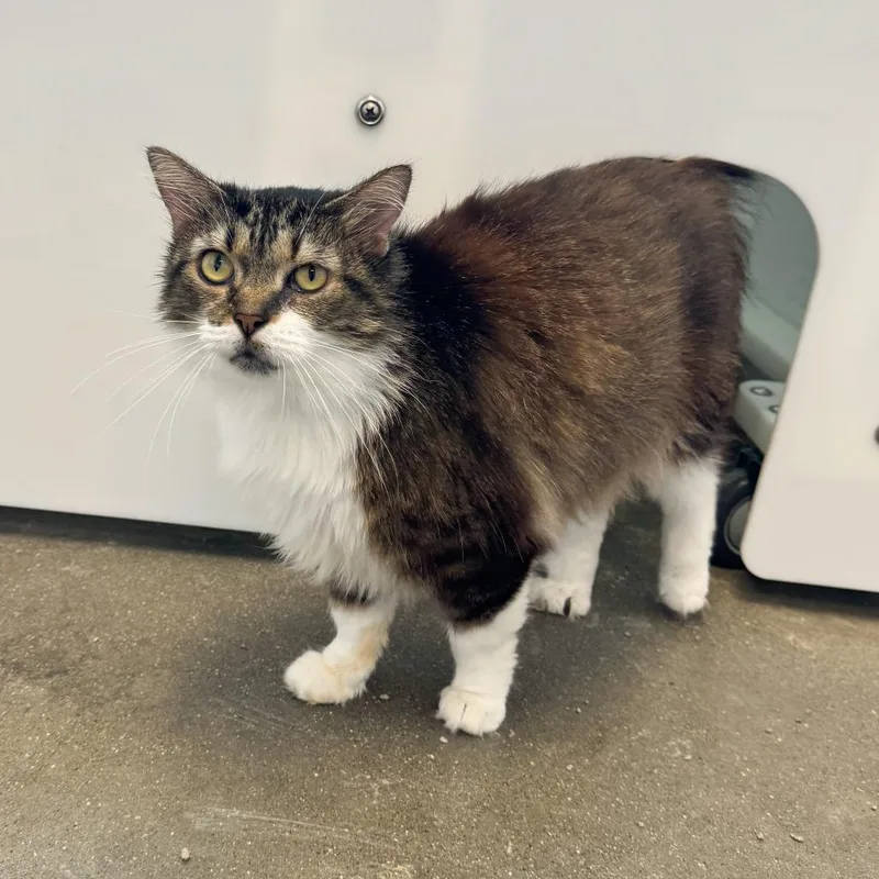 An adult large-sized female Brown / Chocolate Domestic Long Hair cat named Missy for adoption in Fort Wayne, IN