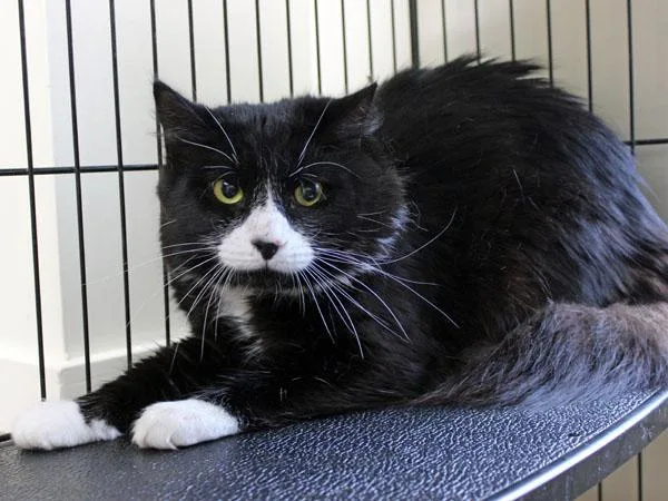 A young medium-sized female Black & White / Tuxedo Domestic Medium Hair cat named Whoa for adoption in Mansfield, MA