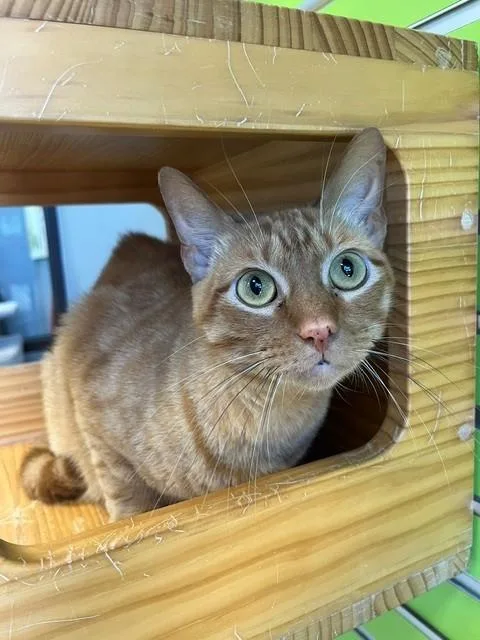 An adult large-sized male Orange / Red Domestic Short Hair cat named Leo for adoption in Tyler, TX