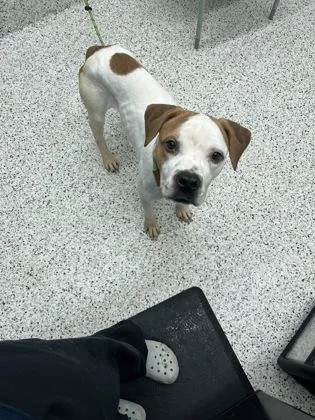 An adult medium-sized female Pit Bull Terrier dog named Wanda for adoption in Atlanta, GA