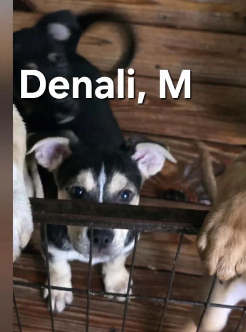 A baby medium-sized male Tricolor (Brown, Black, & White) Mixed Breed dog named Denali for adoption in Parma, OH