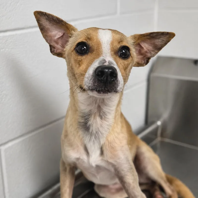 An adult small-sized male Yellow / Tan / Blond / Fawn Mixed Breed dog named Douglas for adoption in Sarasota, FL