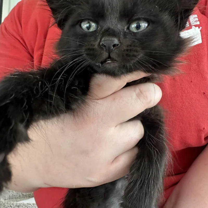 A baby small-sized female Black Domestic Short Hair cat named Pro for adoption in Leander, TX