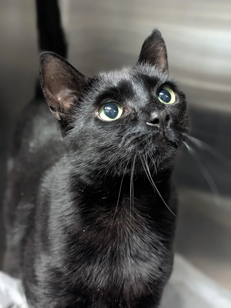 A senior medium-sized male Black Domestic Short Hair cat named Prometheus for adoption in Plainfield, NJ