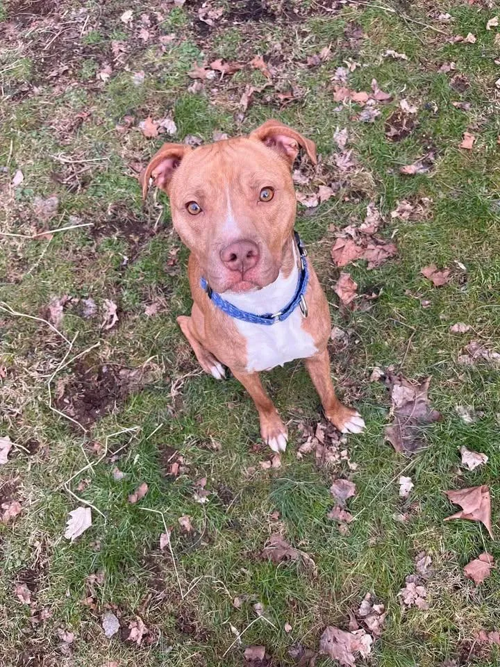 An adult medium-sized male Brindle Pit Bull Terrier dog named Dutch for adoption in Huntington, WV