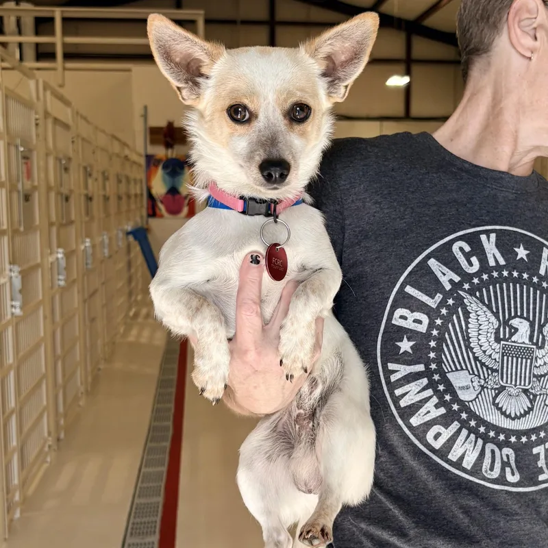 An adult small-sized male Jack Russell Terrier dog named Biscuit for adoption in Chicago, IL