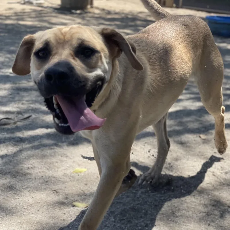 A young medium-sized female Yellow / Tan / Blond / Fawn Shepherd dog named Stitch for adoption in Riverside, CA