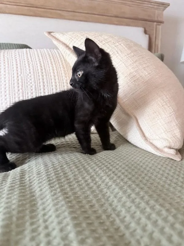 A baby small-sized male Domestic Short Hair cat named Toasty for adoption in Bonsall, CA